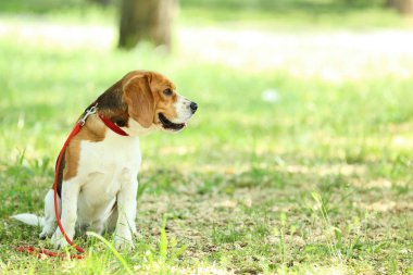 Beagle köpek parkta oturan kira kontratı ile