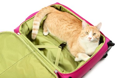 Beyaz arka plan üzerinde pembe çanta içinde yatan zencefil kedi