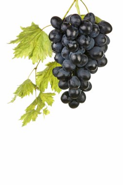 Beyaz arkaplanda izole edilmiş mavi üzümler