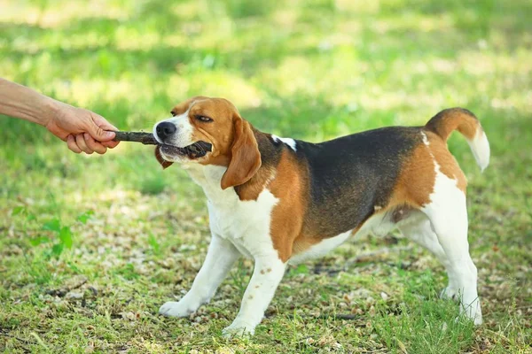 Perro Beagle Parque —  Fotos de Stock