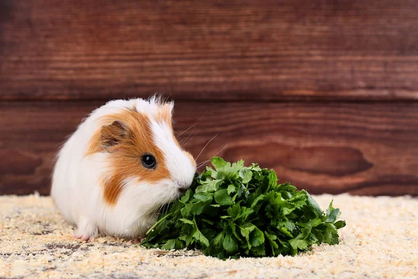 Guinea Pig Fresh Parsley Brown Background — Stock Photo, Image