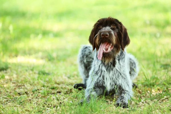 Vorsteh Hund Parken — Stockfoto