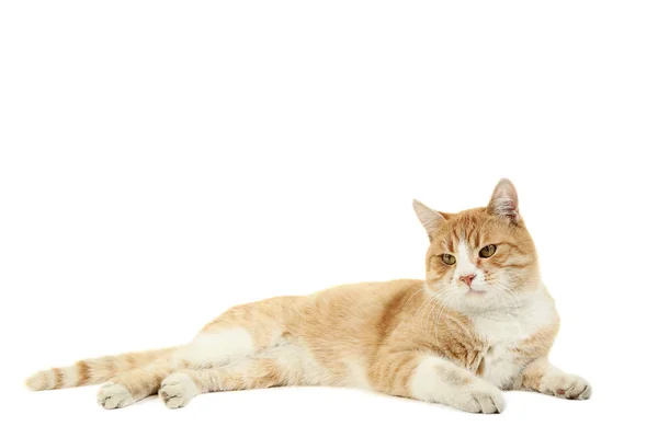 Ginger Cat Isolated White Background — Stock Photo, Image