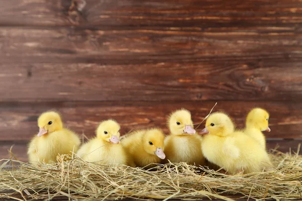Little Yellow Ducklings Hay — Stock Photo, Image