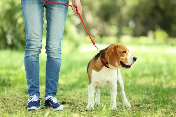 Donna Che Cammina Con Cane Beagle Nel Parco — Foto Stock