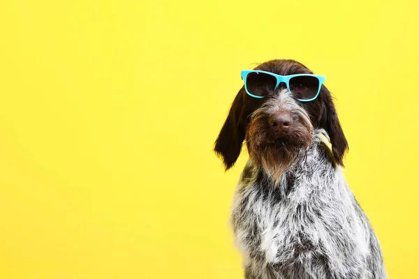 Perro Puntero Alemán Con Gafas Sol Sobre Fondo Amarillo —  Fotos de Stock