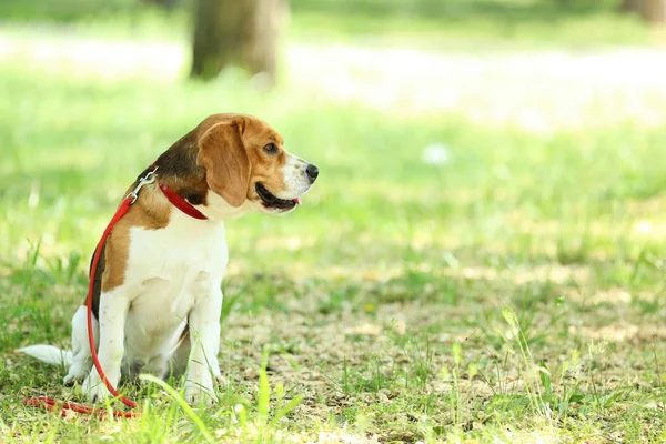 Cão Beagle Com Coleira Sentado Parque — Fotografia de Stock