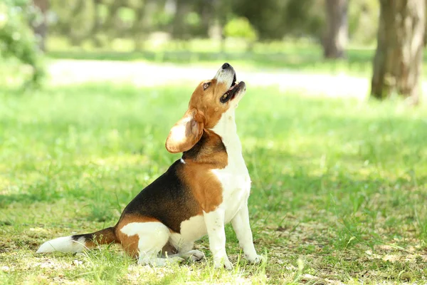 Chien Beagle Dans Parc — Photo