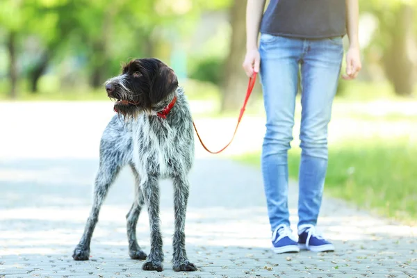 Mujer Caminando Con Perro Puntero Alemán Parque —  Fotos de Stock