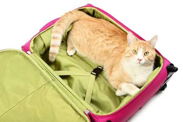 Ginger Cat Lying Pink Suitcase White Background — Stock Photo, Image