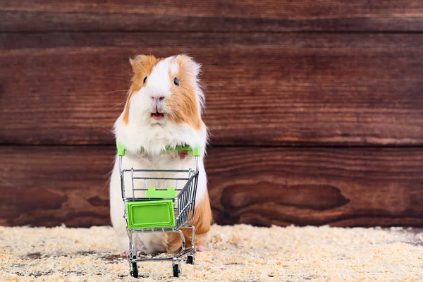 Cerdo Indias Con Carrito Compras Sobre Fondo Marrón — Foto de Stock