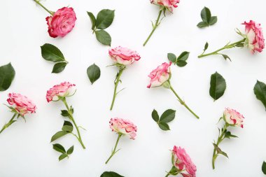 Pembe Gül çiçek yeşil yapraklar beyaz arka plan üzerinde