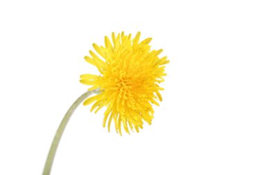 Beyaz arka plan üzerinde izole sarı kara hindiba