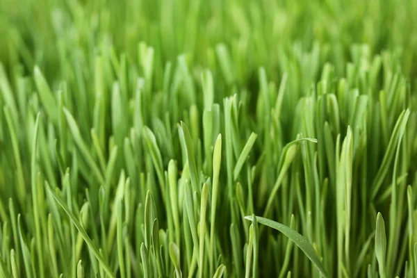 Sfondo Erba Verde Fresca — Foto Stock