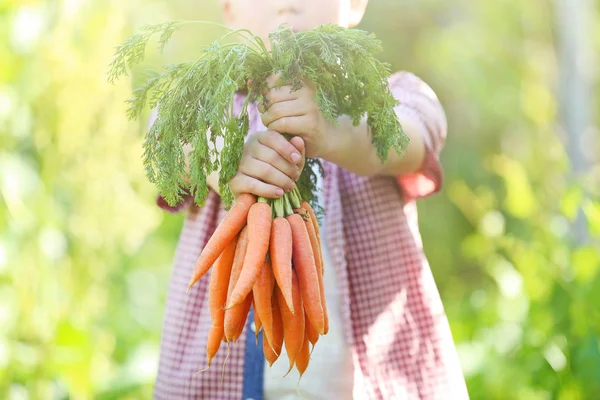 Young Boy Holding Fresh Carrots Garden Royalty Free Stock Photos