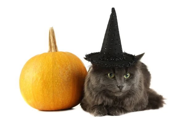 Beautiful Grey Cat Hat Pumpkin Isolated White — Stock Photo, Image