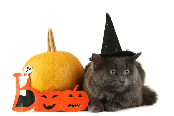 Beautiful Grey Cat Hat Pumpkin Isolated White — Stock Photo, Image