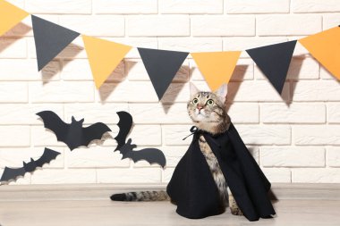 Gri kedi ile kağıt yarasalar tuğla duvar arka plan üzerinde siyah pelerin içinde