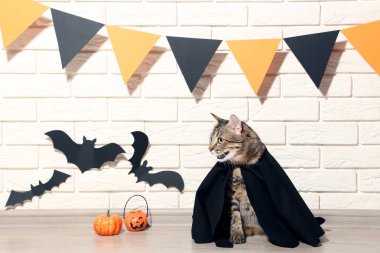 Kabaklar ve tuğla duvar arka plan üzerinde siyah kağıt yarasalar ile gri kedi