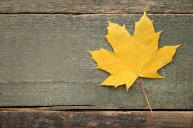 Kuru akçaağaç yaprağı gri ahşap tablo