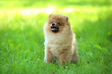 Pomeranian köpek yeşil çim oturan