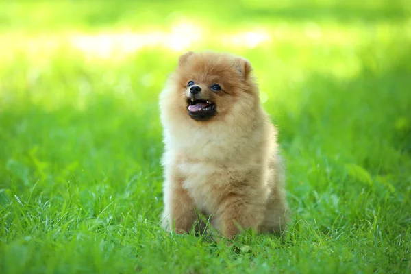 Pomeranian Köpek Yeşil Çim Oturan — Stok fotoğraf