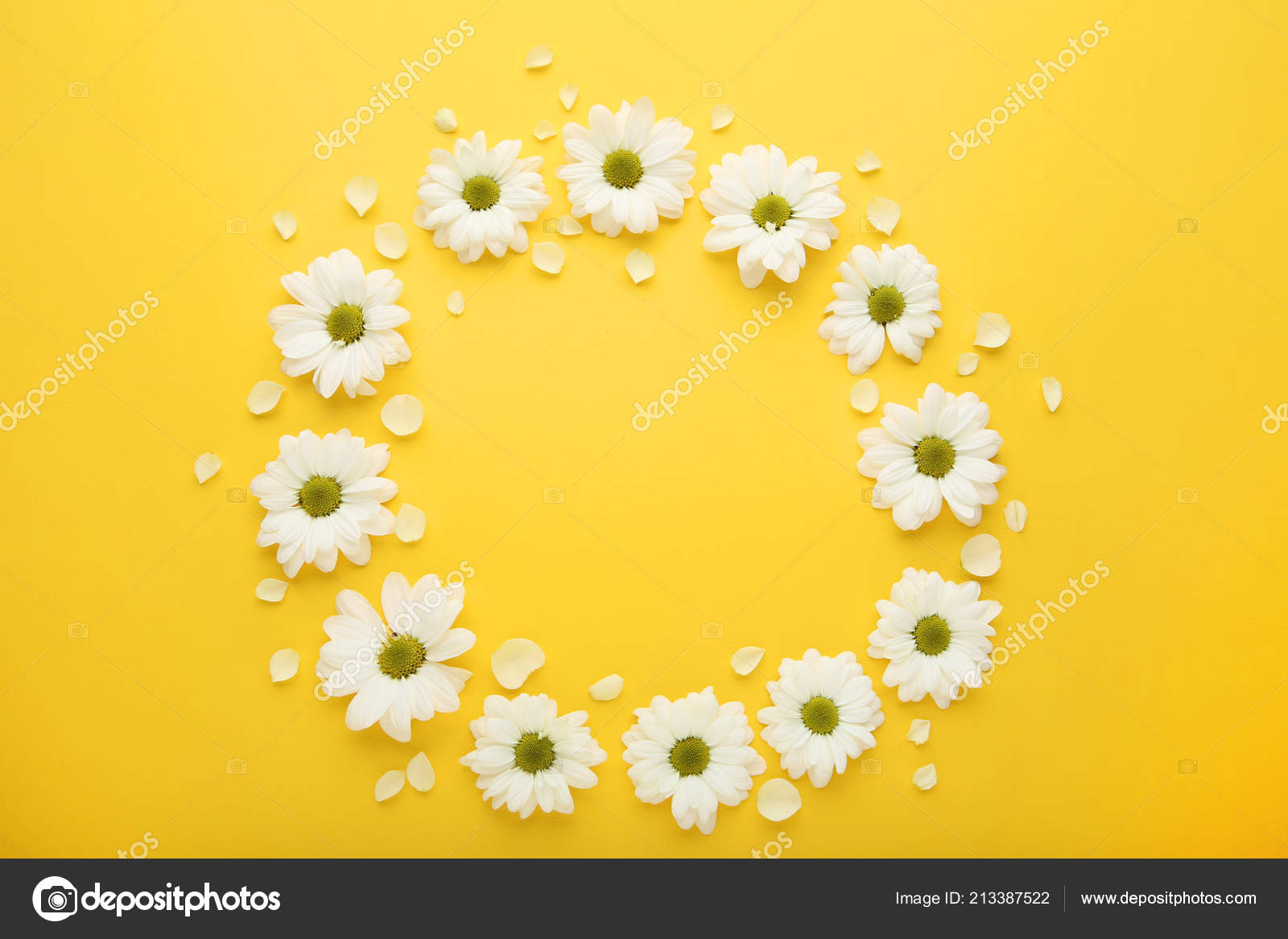 White Chrysanthemum Flowers Yellow Background Stock Photo by ©5seconds