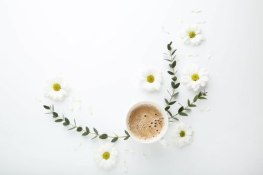 Kasımpatı çiçekleri beyaz zemin üzerine kahve ile