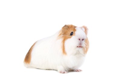 sevimli kobay beyaz arka plan üzerinde izole