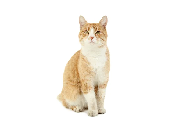 在白色背景上隔离的生姜猫 — 图库照片