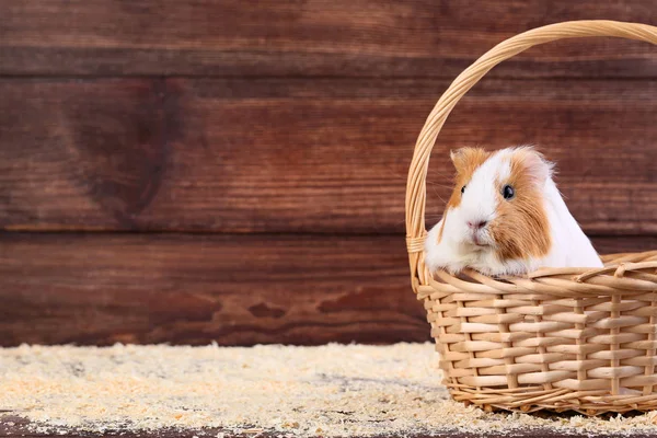 Guinea pig in basket on brown wooden background — Stock Image Guinea Pig Basket Brown Wooden Background Royalty Free Stock Images