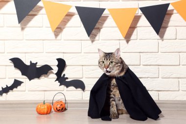 Kabaklar ve tuğla duvar arka plan üzerinde siyah kağıt yarasalar ile gri kedi