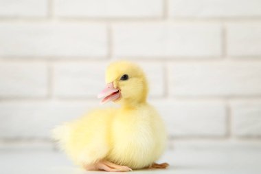 Tuğla duvar arka plan üzerinde küçük sarı ördek yavrusu