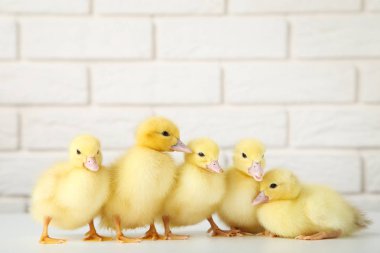 Tuğla duvar arka plan üzerinde küçük sarı ördek yavrusu
