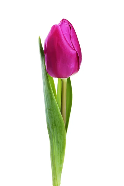 Purple Tulip Isolated White Background — Stock Photo, Image