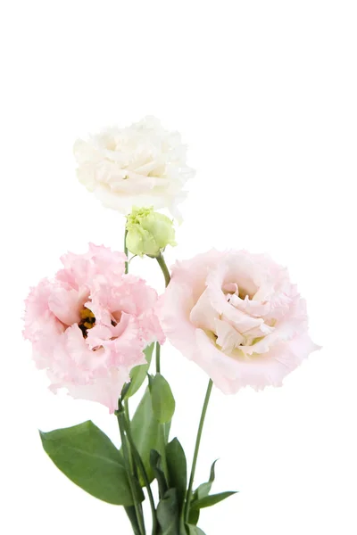 Bouquet Eustoma Flowers Isolated White Background — Stock Photo, Image