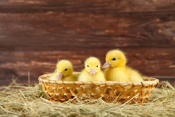 Petits Canetons Jaunes Dans Panier Sur Foin — Photo