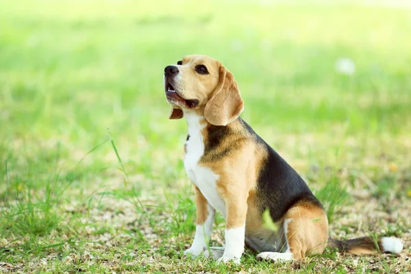 Chien Beagle Dans Parc — Photo