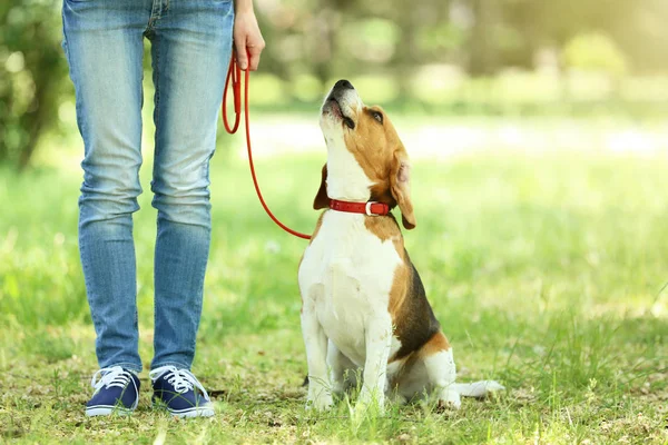 Parkta beagle köpek ile yürüyen kadın