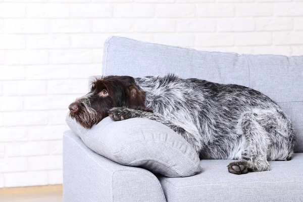 Dog Niemiecki Wskaźnik Siedzi Kanapie Szary — Zdjęcie stockowe