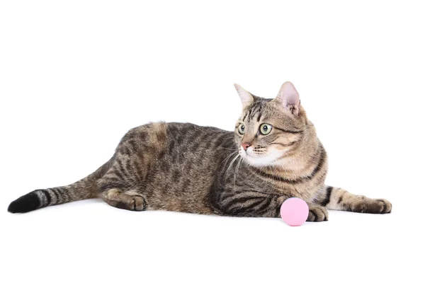 Graue Katze Mit Rosa Spielzeug Isoliert Auf Weißem Hintergrund — Stockfoto