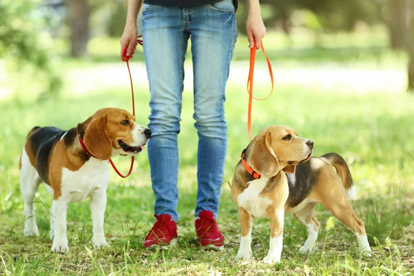 Donna Che Cammina Con Cani Beagle Nel Parco — Foto Stock