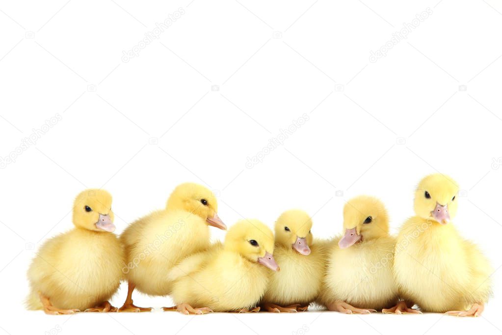 Little yellow ducklings on white background