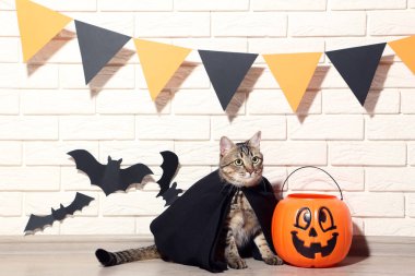 Gri kedi ile plastik kabak ve siyah kağıt yarasalar tuğla duvar arka plan üzerinde