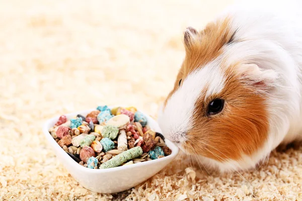 Meerschweinchen Mit Futter Schüssel Und Sägemehl — Stockfoto