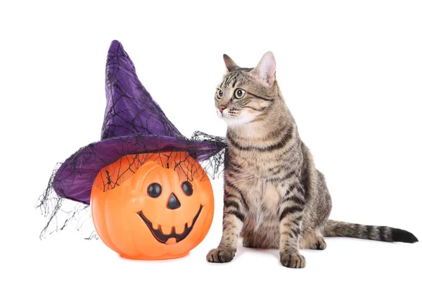 Grey Cat Plastic Pumpkin Isolated White Background — Stock Photo, Image