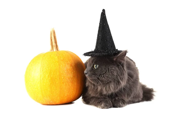 白い背景に分離されたカボチャの帽子で灰色の猫 — ストック写真