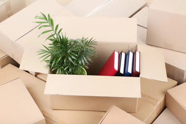 Cajas Cartón Con Planta Verde Libros — Foto de Stock