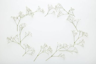 Beyaz arka plan karede Gypsophila çiçeklenir
