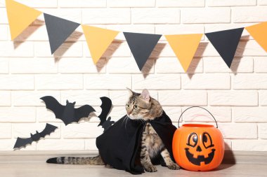 Gri kedi ile plastik kabak ve siyah kağıt yarasalar tuğla duvar arka plan üzerinde